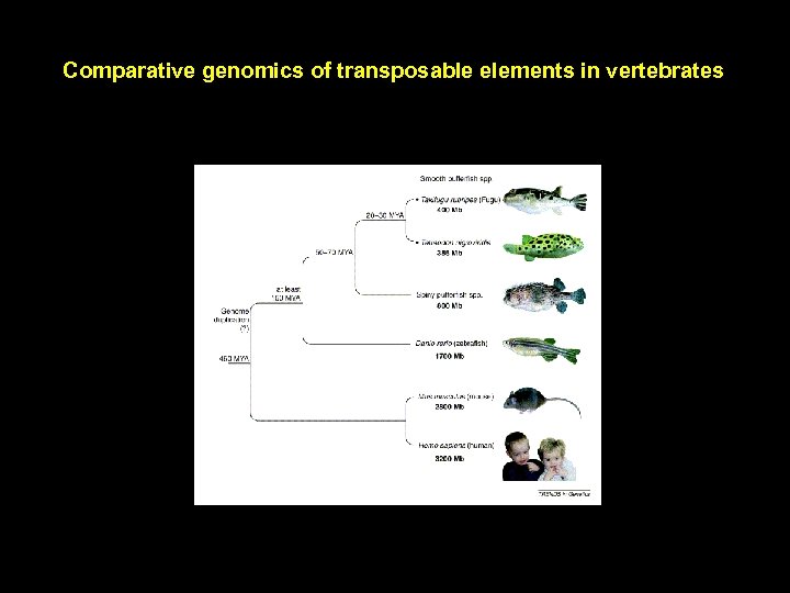 Comparative genomics of transposable elements in vertebrates 