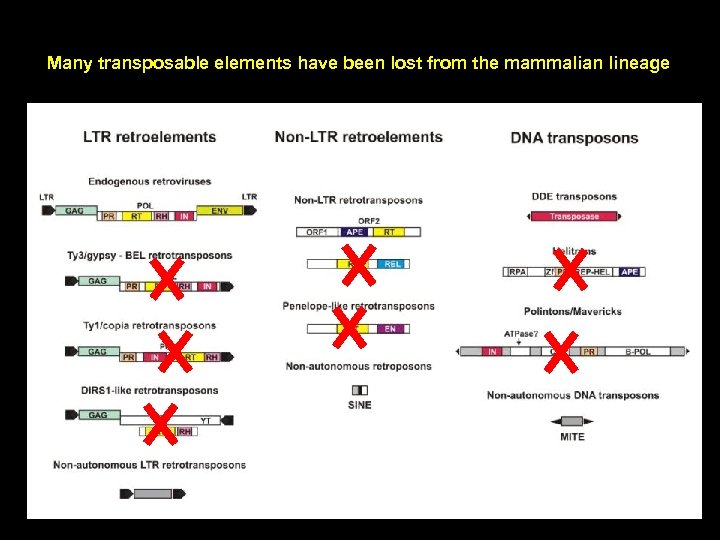 Many transposable elements have been lost from the mammalian lineage 