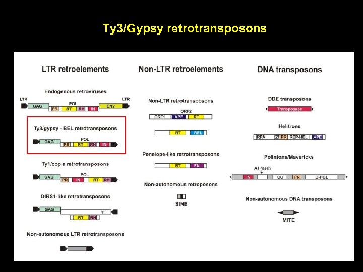 Ty 3/Gypsy retrotransposons 