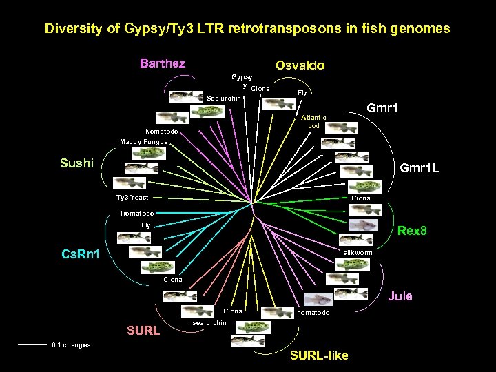 Diversity of Gypsy/Ty 3 LTR retrotransposons in fish genomes Barthez Osvaldo Gypsy Fly Ciona