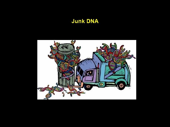 Junk DNA 