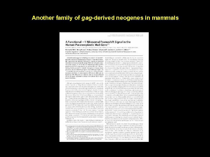 Another family of gag-derived neogenes in mammals 