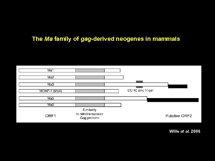 The Ma family of gag-derived neogenes in mammals Wills et al. 2006 