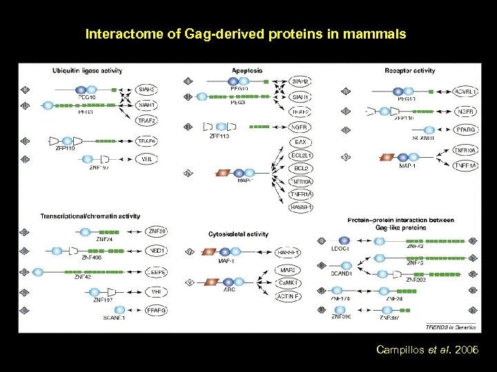 Interactome of Gag-derived proteins in mammals Campillos et al. 2006 