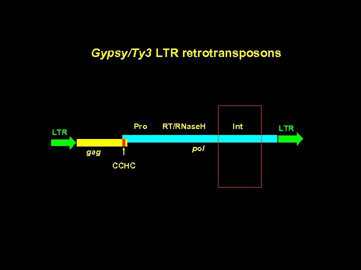 Gypsy/Ty 3 LTR retrotransposons Pro LTR RT/RNase. H pol gag CCHC Int LTR 