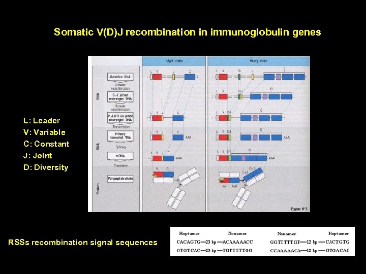 Somatic V(D)J recombination in immunoglobulin genes L: Leader V: Variable C: Constant J: Joint
