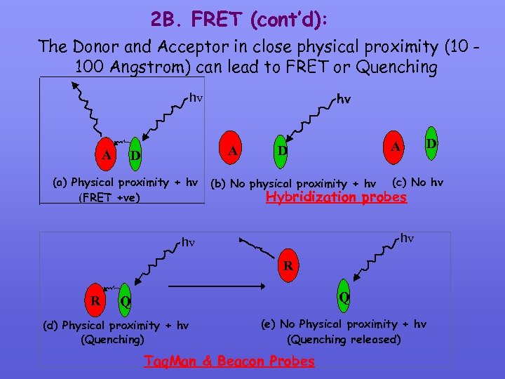 2 B. FRET (cont’d): The Donor and Acceptor in close physical proximity (10 100