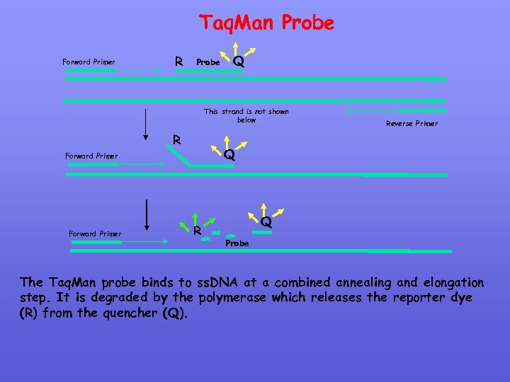 Taq. Man Probe Forward Primer R Probe Q This strand is not shown below