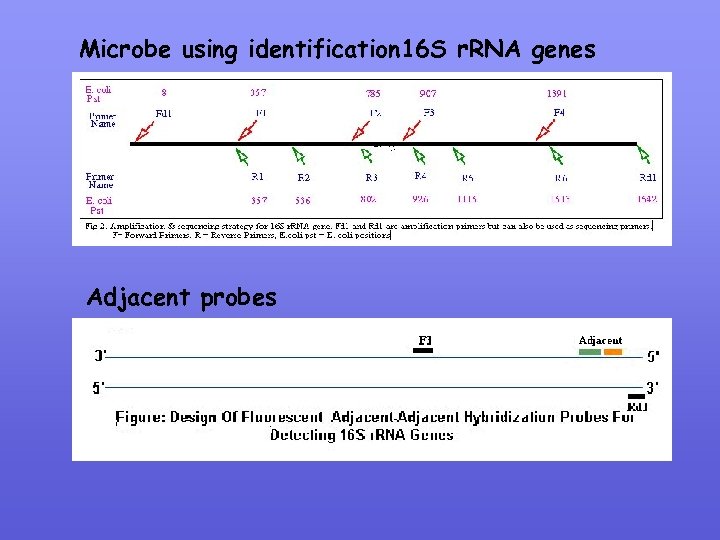 Microbe using identification 16 S r. RNA genes Adjacent probes 