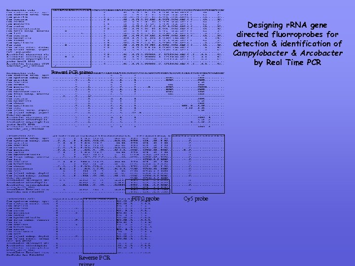 Designing r. RNA gene directed fluorroprobes for detection & identification of Campylobacter & Arcobacter