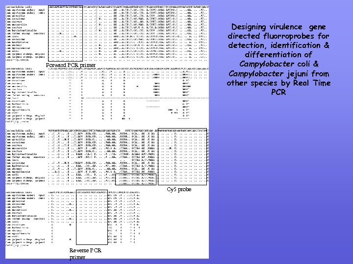 Designing virulence gene directed fluorroprobes for detection, identification & differentiation of Campylobacter coli &