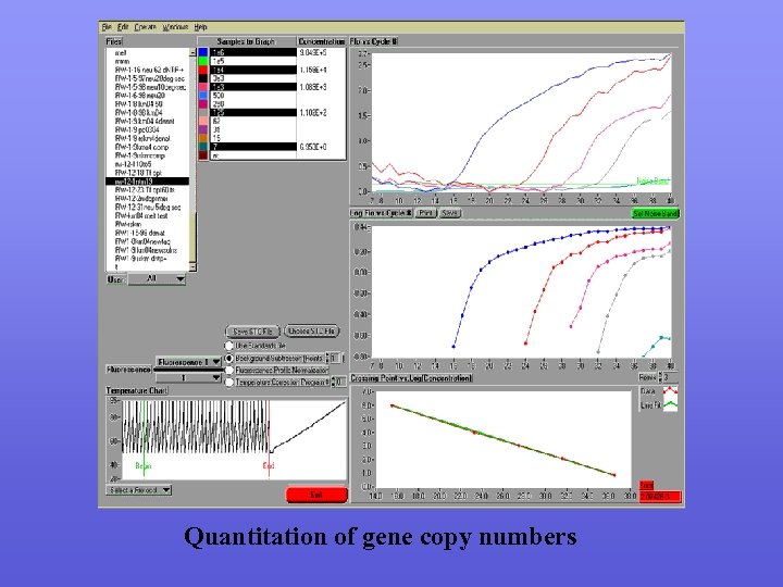 Quantitation of gene copy numbers 