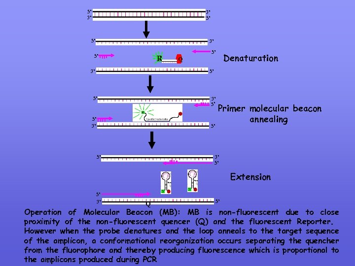 5’ 3’ 3’ 5’ 5’ 3’ 5’ R 5’ Q Denaturation 5’ 3’ 5’