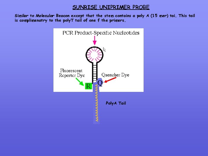 SUNRISE UNIPRIMER PROBE Similar to Molecular Beacon except that the stem contains a poly