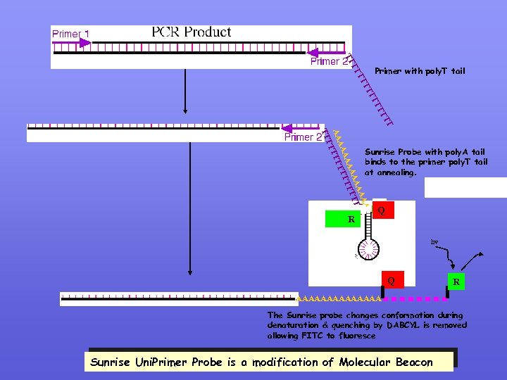  Primer with poly. T tail TT TT AA AA AA TTTT TT TT
