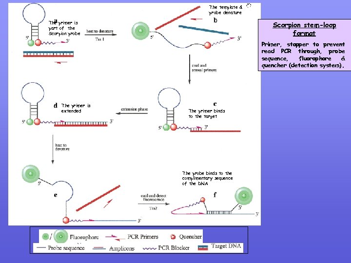 The template & probe denature The primer is part of the Scorpion probe Scorpion