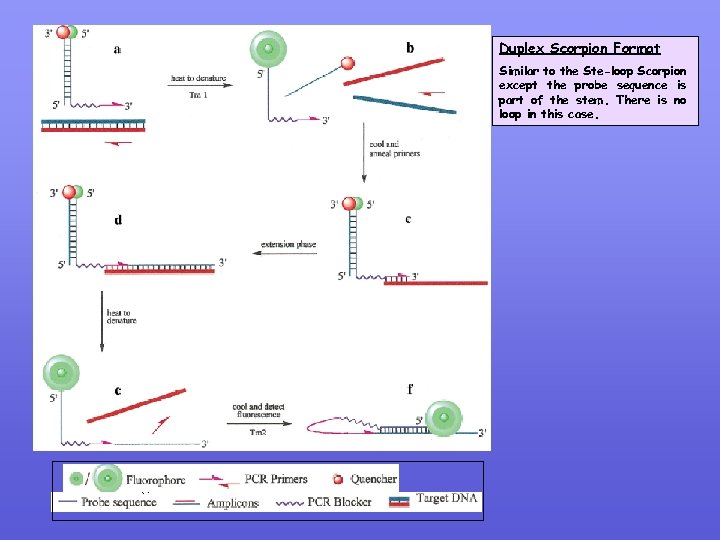 Duplex Scorpion Format Similar to the Ste-loop Scorpion except the probe sequence is part