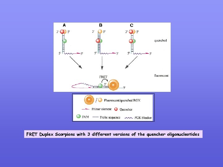 FRET Duplex Scorpions with 3 different versions of the quencher oligonucleotides 