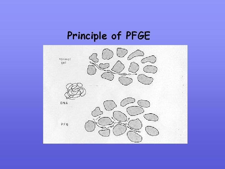 Principle of PFGE 