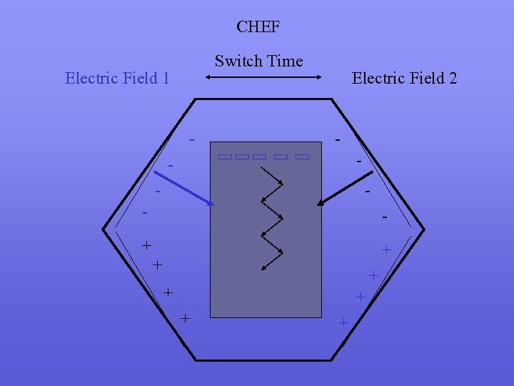 CHEF Switch Time Electric Field 1 - Electric Field 2 - - - +
