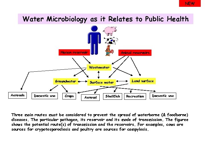 NEW Water Microbiology as it Relates to Public Health Human reservoir Animal reservoirs Wastewater