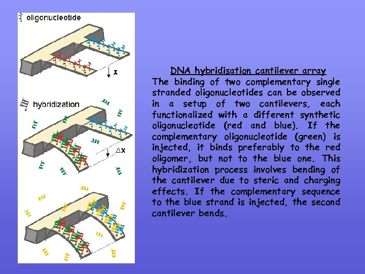 DNA hybridisation cantilever array The binding of two complementary single stranded oligonucleotides can be