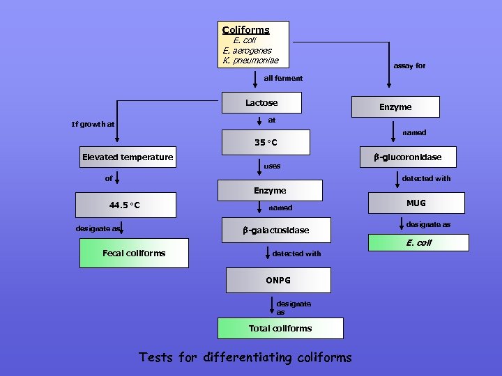 Coliforms E. coli E. aerogenes K. pneumoniae assay for all ferment Lactose Enzyme at