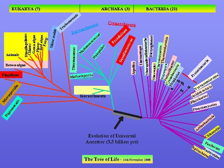 EUKARYA (7) ARCHAEA (3) BACTERIA (21) s m er ac t ot eo b