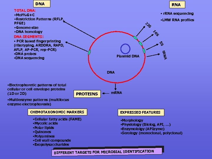 DNA RNA TOTAL DNA: • Mol%G+C • Restriction Patterns (RFLP, PFGE) • Genome size