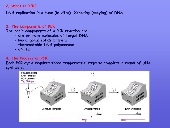 2. What is PCR? DNA replication in a tube (in vitro). Xeroxing (copying) of