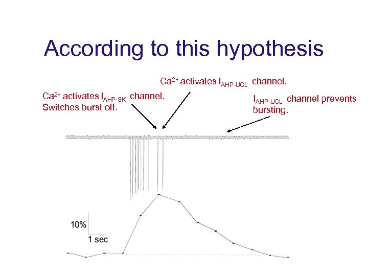 According to this hypothesis Ca 2+ activates IAHP-UCL channel. Ca 2+ activates IAHP-SK channel.