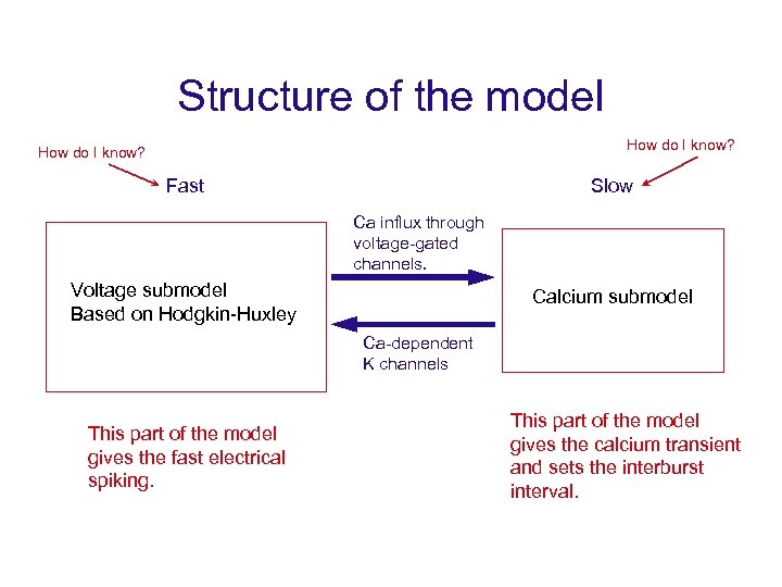 Structure of the model How do I know? Fast Slow Ca influx through voltage-gated