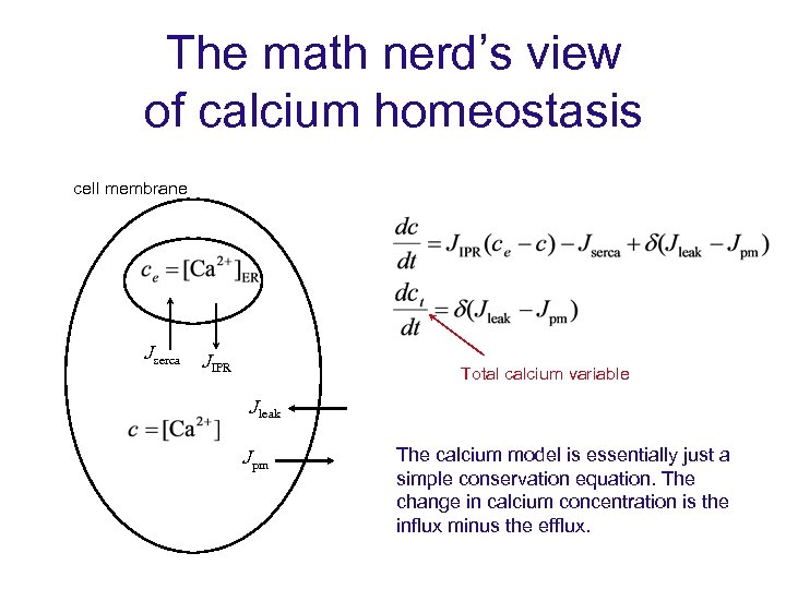 The math nerd’s view of calcium homeostasis cell membrane Jserca JIPR Total calcium variable