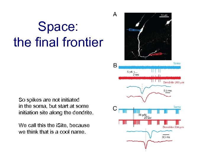 Space: the final frontier So spikes are not initiated in the soma, but start
