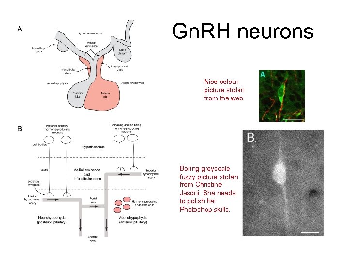 Gn. RH neurons Nice colour picture stolen from the web Boring greyscale fuzzy picture