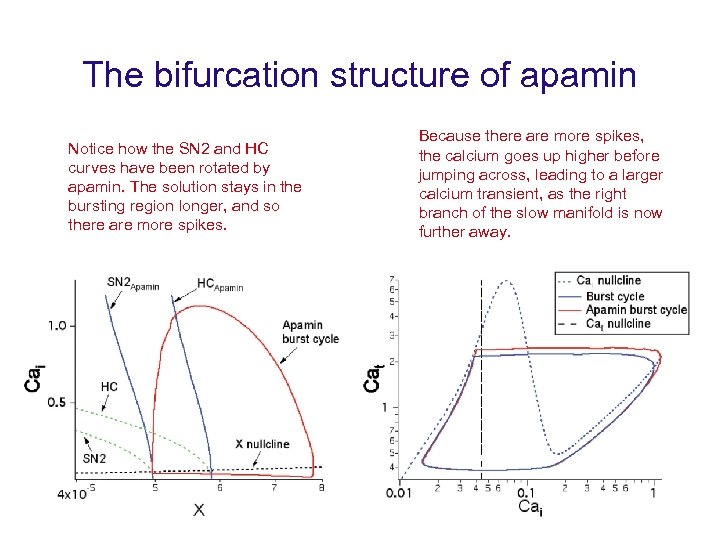 The bifurcation structure of apamin Notice how the SN 2 and HC curves have