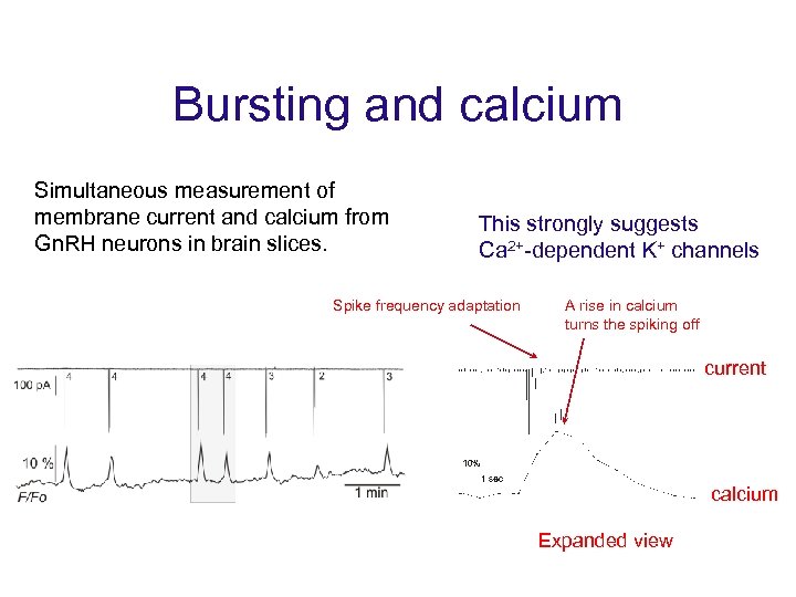Bursting and calcium Simultaneous measurement of membrane current and calcium from Gn. RH neurons
