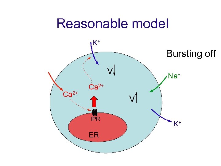 Reasonable model K+ Bursting on off V Ca 2+ Na+ Ca 2+ V IPR