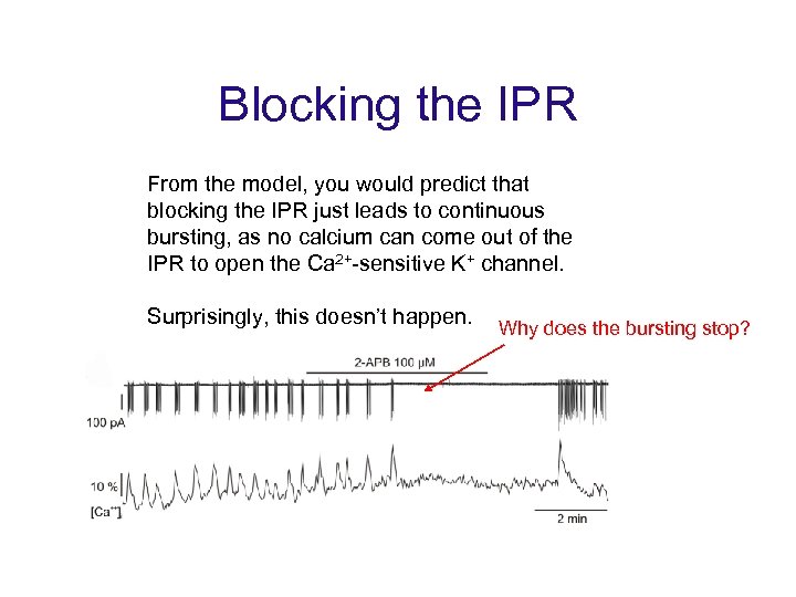Blocking the IPR From the model, you would predict that blocking the IPR just