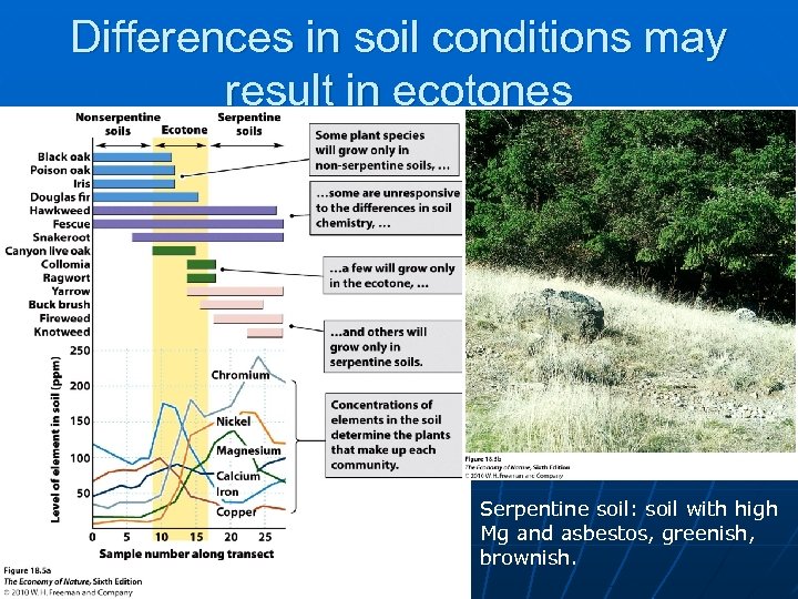 Differences in soil conditions may result in ecotones Serpentine soil: soil with high Mg