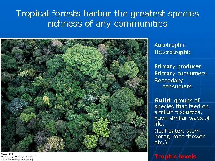Tropical forests harbor the greatest species richness of any communities Autotrophic Heterotrophic Primary producer
