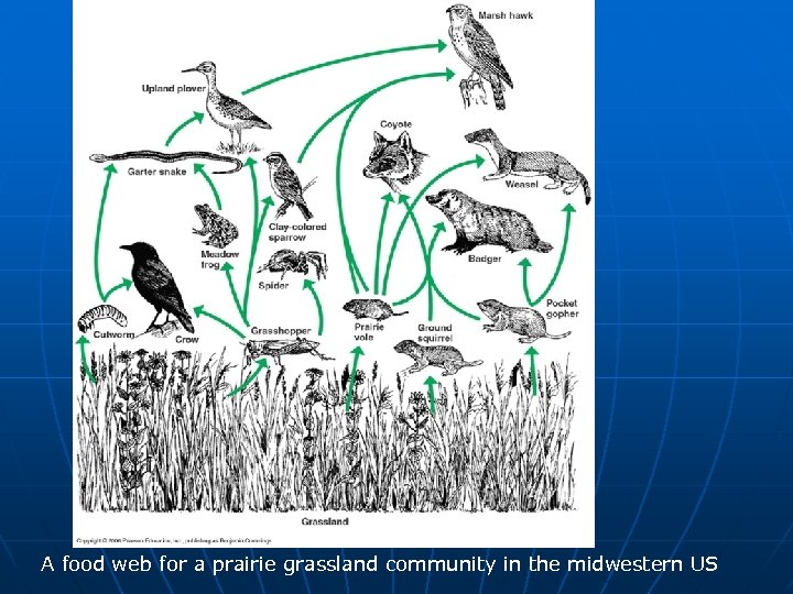 A food web for a prairie grassland community in the midwestern US 
