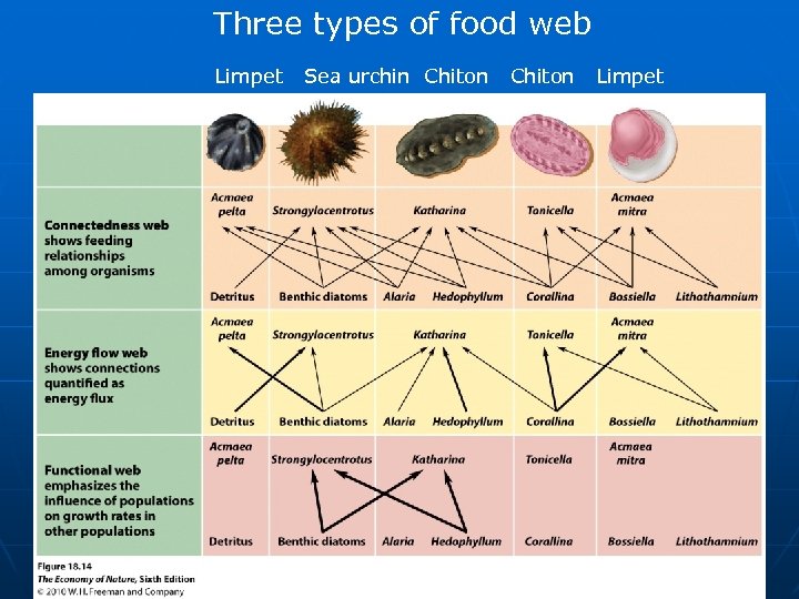 Three types of food web Limpet Sea urchin Chiton Limpet 