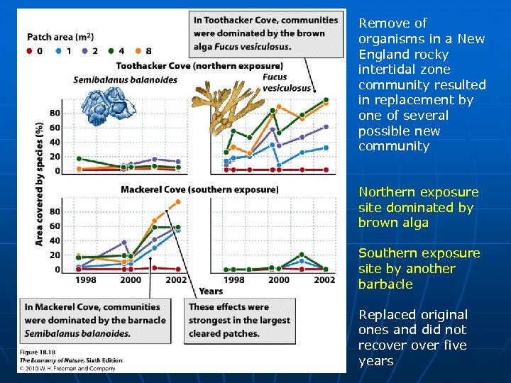 Remove of organisms in a New England rocky intertidal zone community resulted in replacement