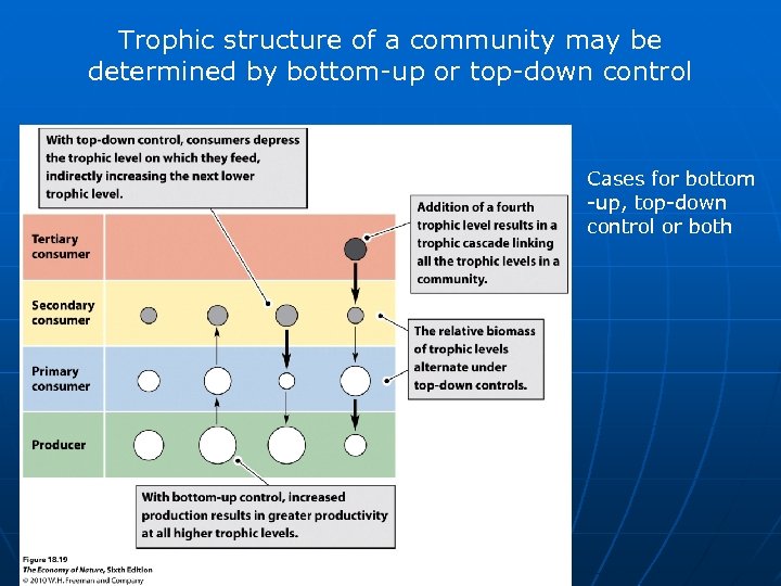 Trophic structure of a community may be determined by bottom-up or top-down control Cases