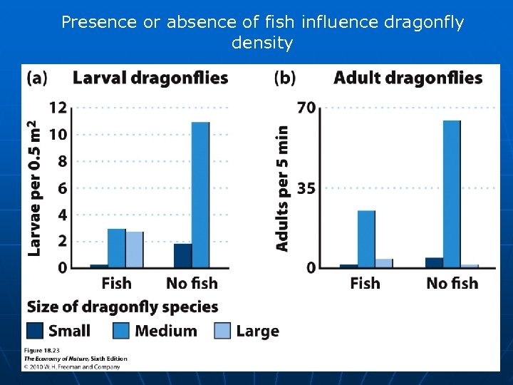 Presence or absence of fish influence dragonfly density 