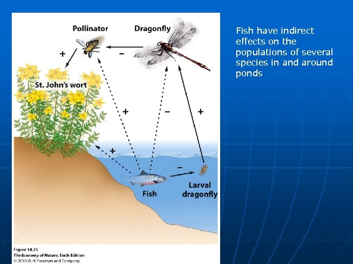 Fish have indirect effects on the populations of several species in and around ponds