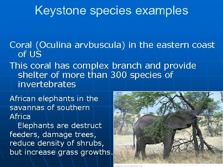 Keystone species examples Coral (Oculina arvbuscula) in the eastern coast of US This coral