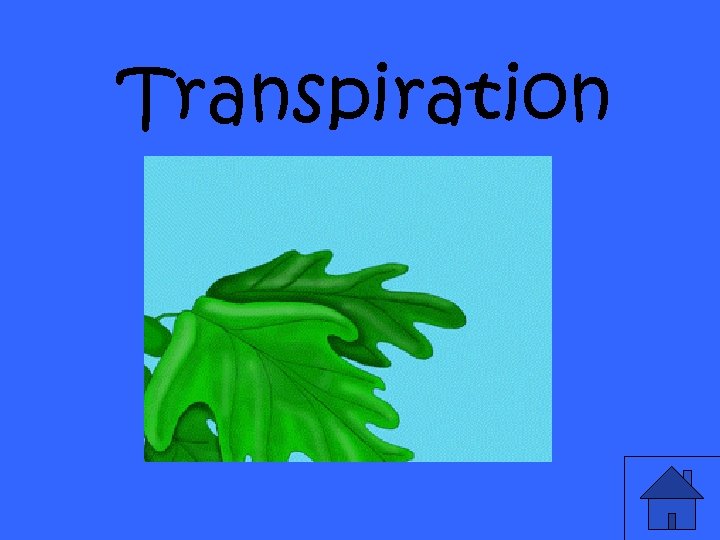 Transpiration 