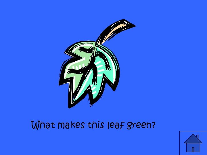 What makes this leaf green? 